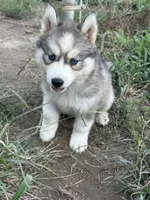 Blossom girl big mask, a female Siberian Husky for sale in Nashville, NC – Photo 4 of 4