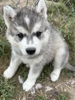 Little grey boy nc, a male Siberian Husky for sale in Nashville, NC – 2 of 3