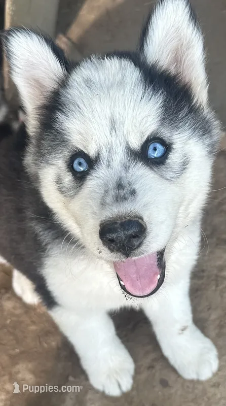 Evie’s boy 3 – Siberian Husky puppy for sale in Nashville, NC