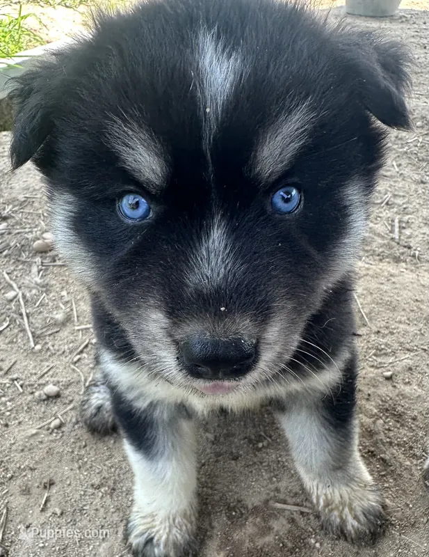 Turquoise – Siberian Husky puppy for sale in Nashville, NC