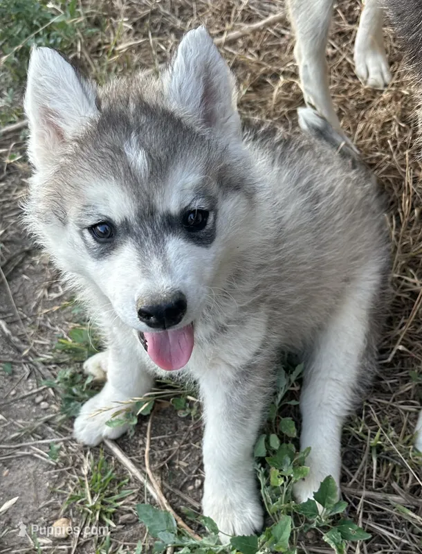Little grey boy nc, a male Siberian Husky for sale in Nashville, NC – 1 of 3
