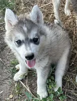 Little grey boy nc, a male Siberian Husky for sale in Nashville, NC – 1 of 3