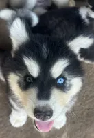 Evie’s boy 2 bieyed, a male Siberian Husky for sale in Nashville, NC – 4 of 5