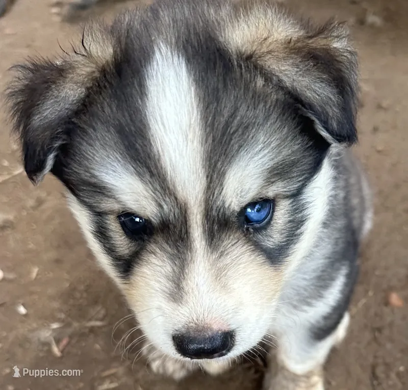 Evie’s boy 4 – Siberian Husky puppy for sale in Nashville, NC