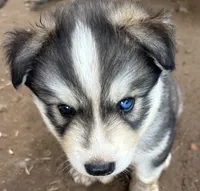 Evie’s boy 4, a male Siberian Husky for sale in Nashville, NC – 1 of 1