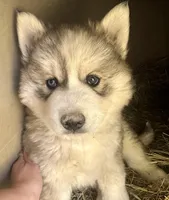 Dean Bieyed boy nc, a male Siberian Husky for sale in Nashville, NC – Photo 1 of 2