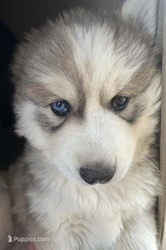 Dean Bieyed boy nc – Siberian Husky puppy for sale in Nashville, NC