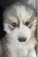 Dean Bieyed boy nc, a male Siberian Husky for sale in Nashville, NC – Photo 1 of 4