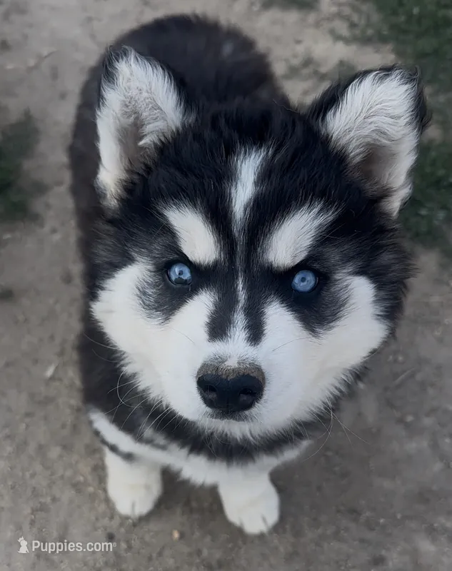 Black and white girl nc – Siberian Husky puppy for sale in Nashville, NC