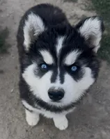 Black and white girl nc, a female Siberian Husky for sale in Nashville, NC – 1 of 6