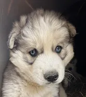 Sam , a male Siberian Husky for sale in Nashville, NC – Photo 7 of 7