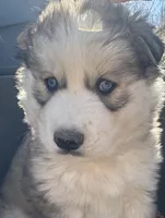 Sam , a male Siberian Husky for sale in Nashville, NC – Photo 2 of 5