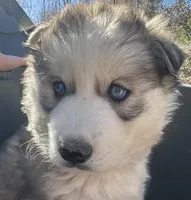 Sam , a male Siberian Husky for sale in Nashville, NC – Photo 5 of 5
