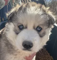 Sam , a male Siberian Husky for sale in Nashville, NC – Photo 4 of 5