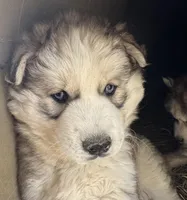 Sam , a male Siberian Husky for sale in Nashville, NC – Photo 1 of 7