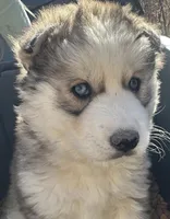 Sam , a male Siberian Husky for sale in Nashville, NC – Photo 3 of 5