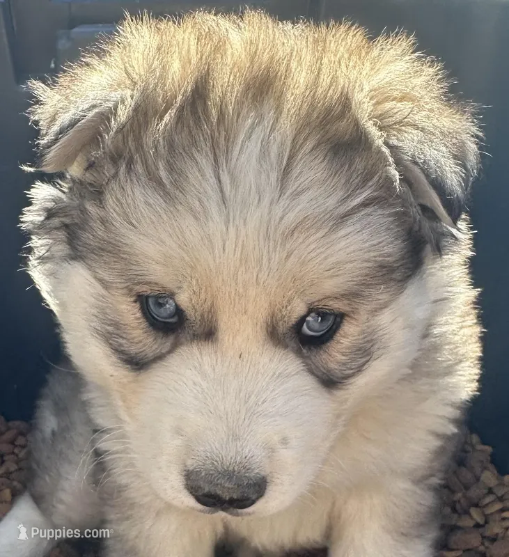 Sam  – Siberian Husky puppy for sale in Nashville, NC