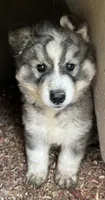 Wolfalina nc girl, a female Siberian Husky for sale in Nashville, NC – 6 of 7