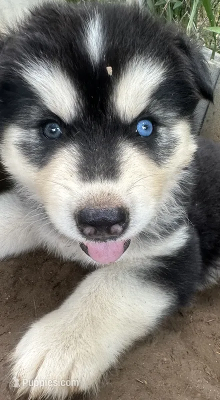 Evie’s boy 2 – Siberian Husky puppy for sale in Nashville, NC