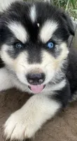 Evie’s boy 2, a male Siberian Husky for sale in Nashville, NC – 1 of 1