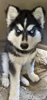 Black and white girl nc, a female Siberian Husky for sale in Nashville, NC – 3 of 6