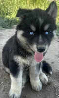 Turquoise boy nc, a male Siberian Husky for sale in Nashville, NC – 3 of 4