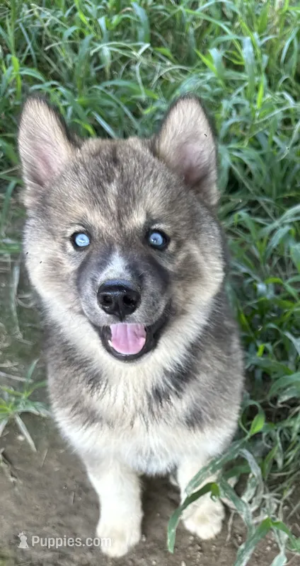 Eirian boy nc – Siberian Husky puppy for sale in Nashville, NC