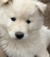 Nc Cream boy, a male Siberian Husky for sale in Nashville, NC – Photo 4 of 6