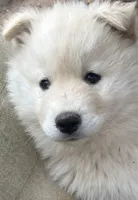 Nc Cream boy, a male Siberian Husky for sale in Nashville, NC – Photo 2 of 6