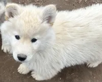 Nc Cream boy, a male Siberian Husky for sale in Nashville, NC – Photo 1 of 6