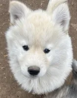 Nc Cream boy, a male Siberian Husky for sale in Nashville, NC – Photo 3 of 6