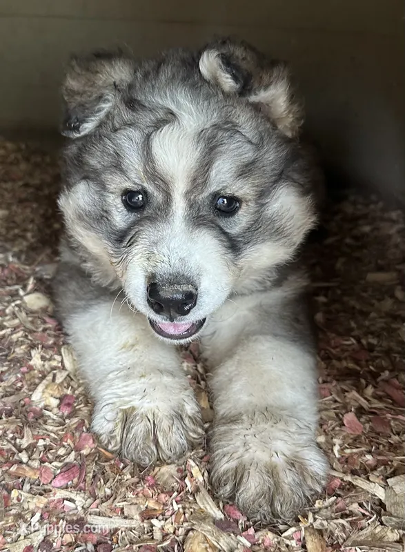 Wolfalina nc girl – Siberian Husky puppy for sale in Nashville, NC