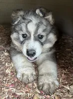 Wolfalina nc girl, a female Siberian Husky for sale in Nashville, NC – 2 of 7