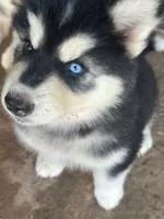 Evie’s boy 2 bieyed, a male Siberian Husky for sale in Nashville, NC – 5 of 5