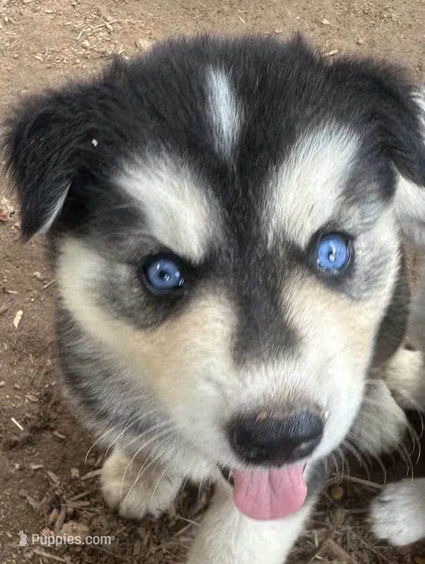 Evie’s boy 1  – Siberian Husky puppy for sale in Nashville, NC