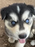 Evie’s boy 1 , a male Siberian Husky for sale in Nashville, NC – 1 of 1