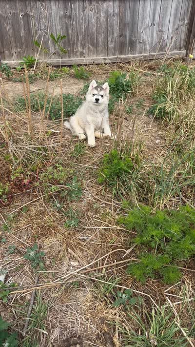 Little grey boy nc, a male Siberian Husky for sale in Nashville, NC – 3 of 3