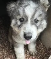 Wolfalina nc girl, a female Siberian Husky for sale in Nashville, NC – 7 of 7