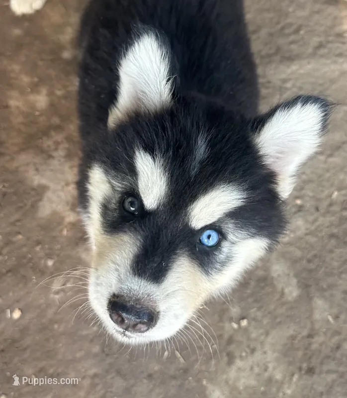 Evie’s boy 2 – Siberian Husky puppy for sale in Nashville, NC