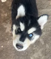 Evie’s boy 2 bieyed, a male Siberian Husky for sale in Nashville, NC – 1 of 5