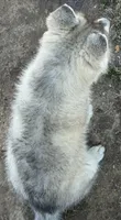 Little grey boy nc, a male Siberian Husky for sale in Nashville, NC – 8 of 8