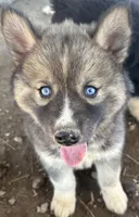 Eirian boy nc, a male Siberian Husky for sale in Nashville, NC – 2 of 2