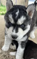 Black and white girl nc, a female Siberian Husky for sale in Nashville, NC – Photo 4 of 7