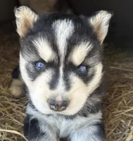 Black and white girl nc, a female Siberian Husky for sale in Nashville, NC – 2 of 2