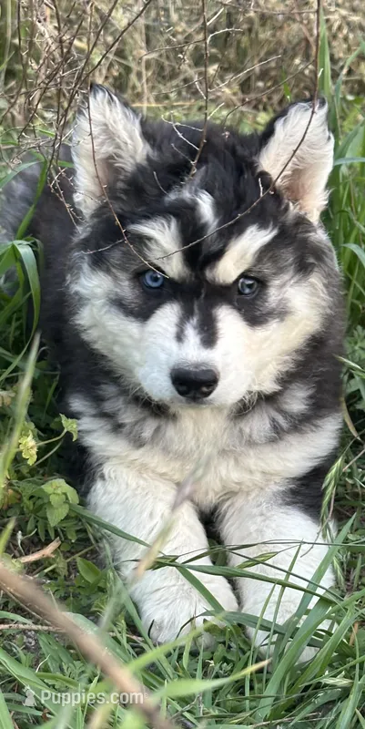 Black and white girl nc – Siberian Husky puppy for sale in Nashville, NC