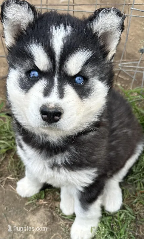 Black and white girl nc – Siberian Husky puppy for sale in Nashville, NC