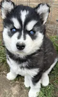 Black and white girl nc, a female Siberian Husky for sale in Nashville, NC – 1 of 2