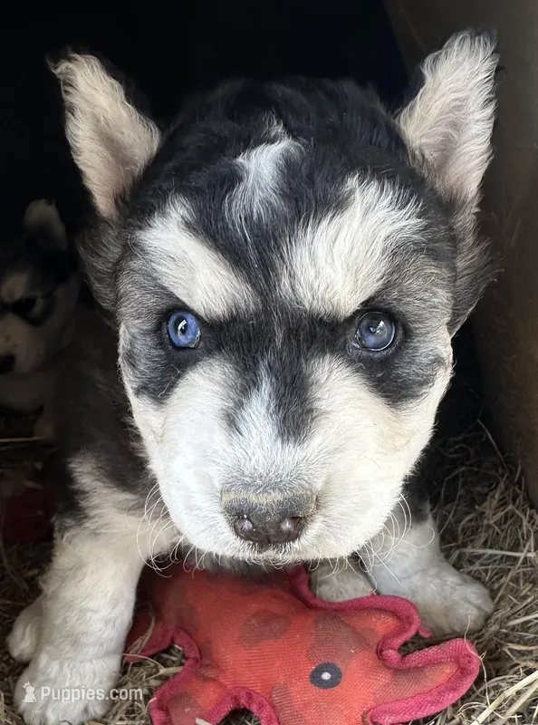 Black and white girl nc, a female Siberian Husky for sale in Nashville, NC – Photo 1 of 1