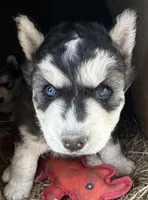 Black and white girl nc, a female Siberian Husky for sale in Nashville, NC – Photo 2 of 7