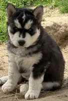 Black and white girl nc, a female Siberian Husky for sale in Nashville, NC – Photo 7 of 7